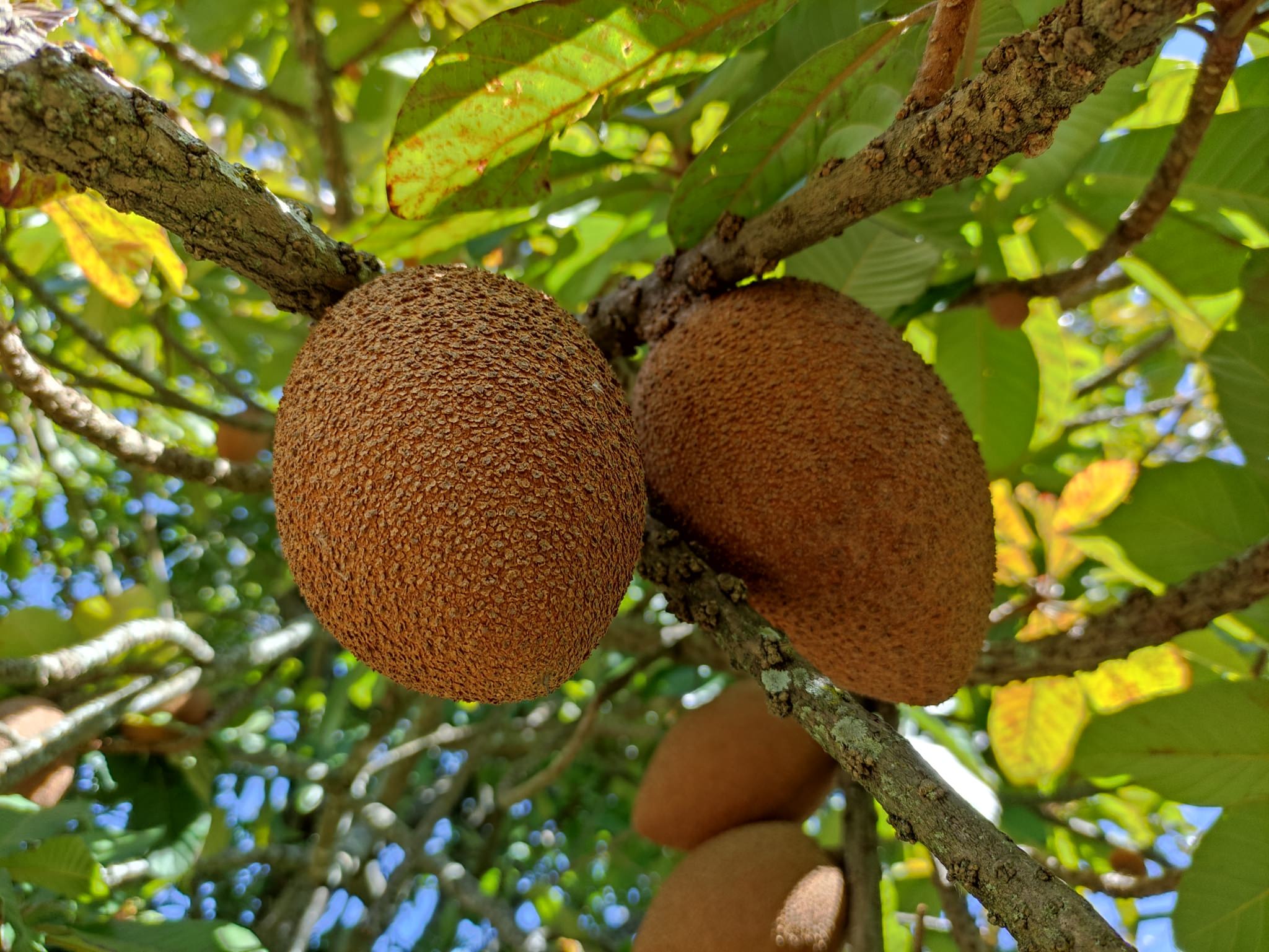 Pouteria sapota